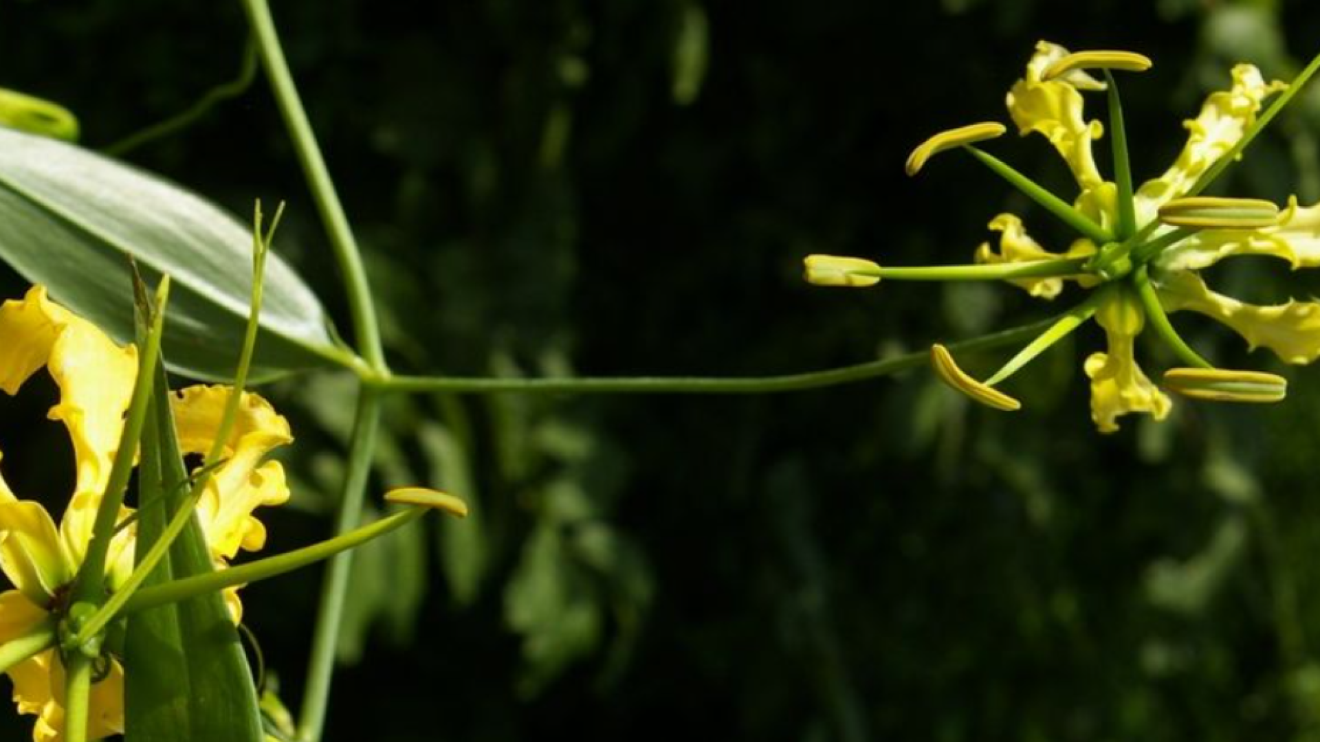 Mobilizing primary biodiversity data for Mozambican species of conservation concern